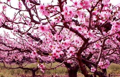 南汇桃花