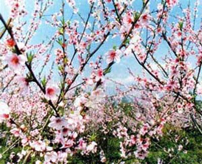 南汇桃花