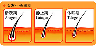 <em>头发</em>的生命<em>周期</em>快速从活跃