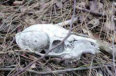 ӡ��צ�۹ȶ�