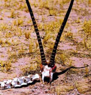 �������˹�