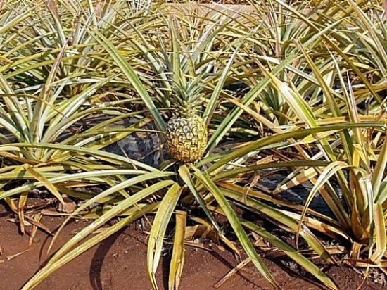 长见识啦!原来它们是这样长出来的(3)