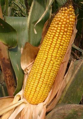 吃什么东西可以通血管和软化血管 U5940P18DT20110708093039.jpg