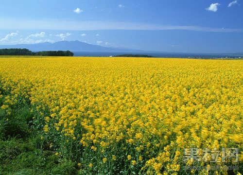 离上海最近的油菜花田