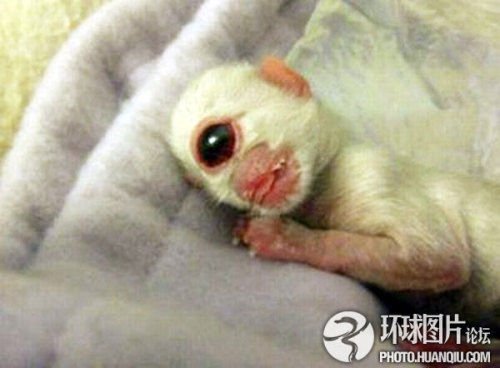 南京蛤蟆聚集街头 地震局称属自然现象(4)