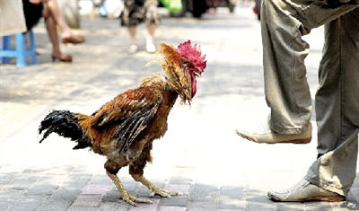 多少斤算大公鸡 U8025P18DT20120619162228.jpg