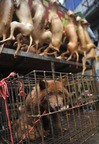 广西玉林男子在狗肉市场下跪谢罪