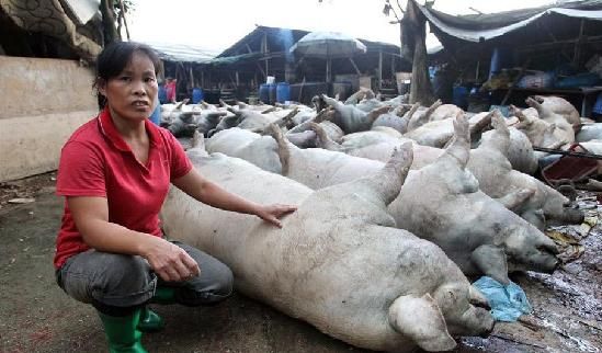 53头猪被雷劈死 猪棚内腾起蓝烟发出惨叫