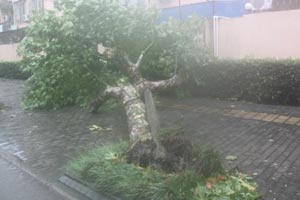 海葵10级风圈进入金山奉贤