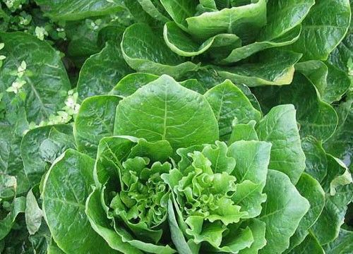 对抗季节性过敏的食物:欧芹,西兰花,绿叶蔬菜