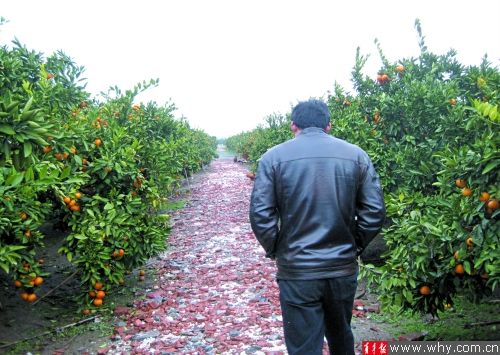 横沙岛橘子6毛\/斤收购价10年不变