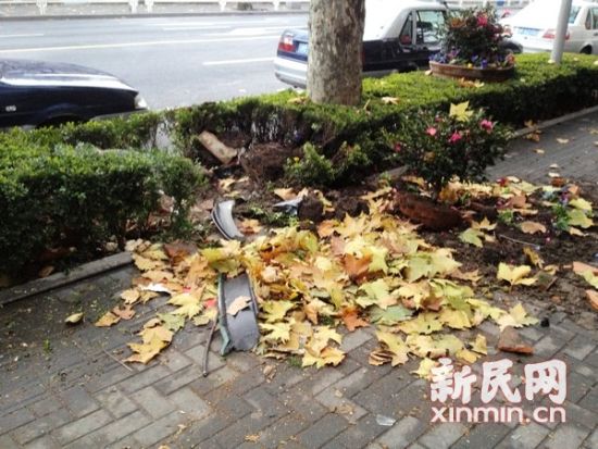 图说:在北京西路北侧718号门前的事故现场,一片低矮的灌木被撞得东倒西歪。在人行道和机动车道上,仍可看到不少碎玻璃和车身零部件。新民晚报·新民网记者 左妍 摄 图说:在北京西路北侧718号门前的事故现场,一片低矮的灌木被撞得东倒西歪。在人行道和机动车道上,仍可看到不少碎玻璃和车身零部件。新民晚报·新民网记者 左妍 摄