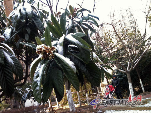树梢上的积雪晶莹剔透,分外美丽。 树梢上的积雪晶莹剔透,分外美丽。