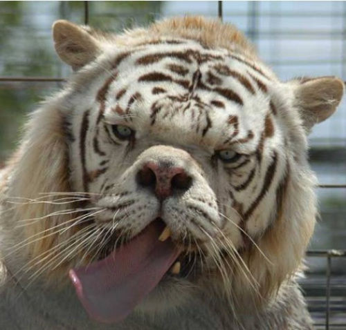 美国动物园白虎近亲繁衍 培育出智障小白虎(图)