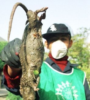 变种巨鼠 或受核辐射影响(图)