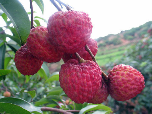 海南岛的水果有哪些+百果之王的荔枝