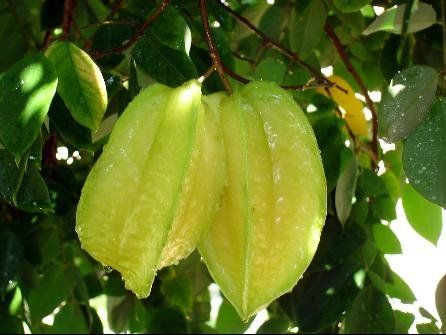 海南岛的水果有哪些 健康营养的火龙果