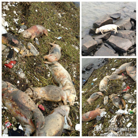 横潦泾河道内漂浮着大量死猪。图片来源:新浪微博 横潦泾河道内漂浮着大量死猪。图片来源:新浪微博