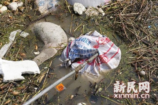 从松江事发水域一直到浙江平湖水泥厂上游,一路均可见到死猪。图来源:松江环保局 从松江事发水域一直到浙江平湖水泥厂上游,一路均可见到死猪。图来源:松江环保局