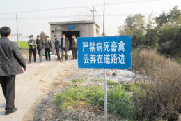 平湖市曹桥镇路边的病死猪池,附近养殖户来此处扔死猪 平湖市曹桥镇路边的病死猪池,附近养殖户来此处扔死猪