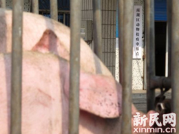 嘉兴死猪数量骤增成迷