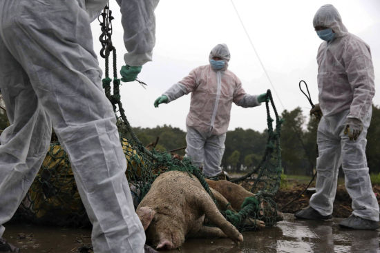 人民日报:解析“死猪漂浮”疑团 人民日报:解析“死猪漂浮”疑团