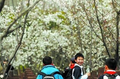 3月22日,小朋友在顾村公园踏青赏樱。 本报记者 张海峰 摄 3月22日,小朋友在顾村公园踏青赏樱。 本报记者 张海峰 摄