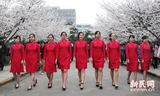 同济女生文化节 女学生穿旗袍在樱花大道走秀