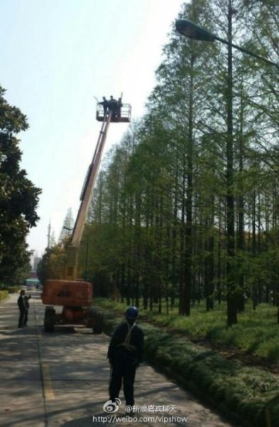 上海交大环卫工人捣鸟巢为杜绝H7N9进校园 上海交大环卫工人捣鸟巢为杜绝H7N9进校园