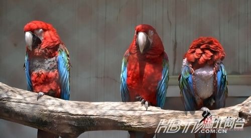 板蓝根喂鸟:动物园预防H7N9给鸟喝板蓝根