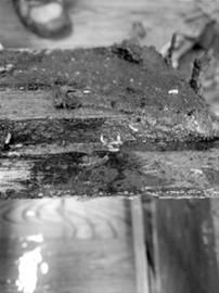 地板下黑黑的“蚁路”清晰可见 地板下黑黑的“蚁路”清晰可见