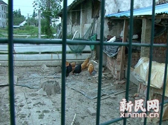 饲养环境差、滞留点多为简易塑料大棚或地下室等临时点。新民网记者 陈炅玮 摄 饲养环境差、滞留点多为简易塑料大棚或地下室等临时点。新民网记者 陈炅玮 摄