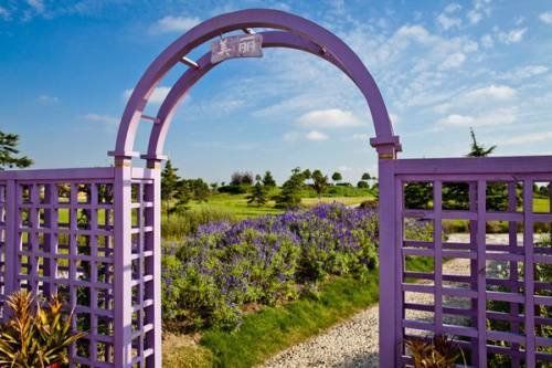 寻找紫色花海 上海周边五大熏衣草乐园