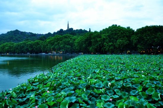 杭州西湖春天景色 漫步人间奇景_热门旅游景点_新浪上海