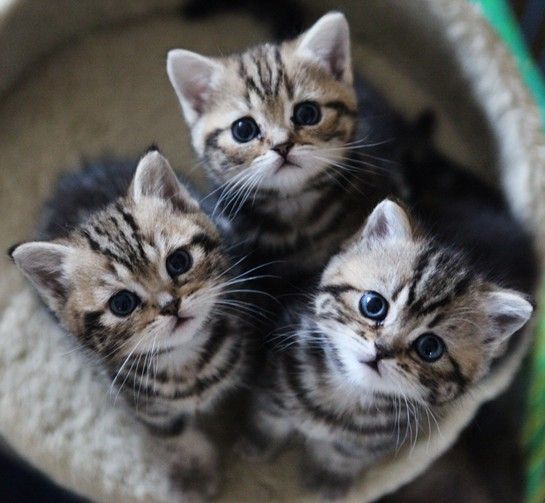 猫发情哪种好 招财猫牌子同款