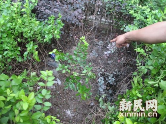 事发绿化带不少灌木已被孩子身体压弯,孩子的拖鞋、汗衫在巨大的撞击力下已破损。 新民晚报 屠仕超 摄 事发绿化带不少灌木已被孩子身体压弯,孩子的拖鞋、汗衫在巨大的撞击力下已破损。 新民晚报 屠仕超 摄