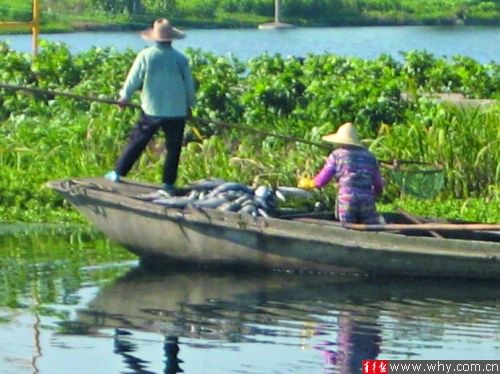 大丰养殖场正在塘中打捞“热死鱼”。 大丰养殖场正在塘中打捞“热死鱼”。