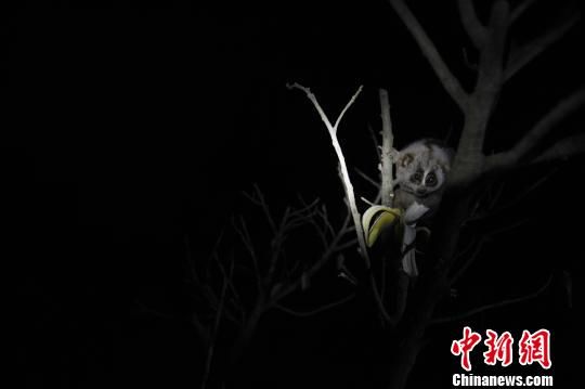 夜间动物园 史上首个探秘型动物园开放(5)