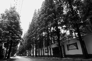 甜爱路绿树成荫,入选上海新一批林荫道。 甜爱路绿树成荫,入选上海新一批林荫道。