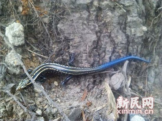 滨江森林公园现“蓝尾四脚蛇”(组图)