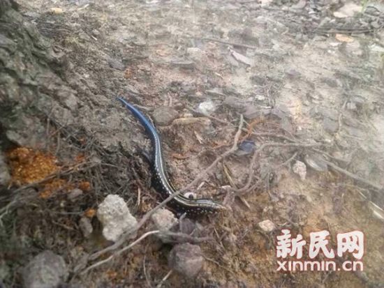 这个小家伙学名“蓝尾石龙子”,在都市中极为少见。上海滨江森林公园供图 这个小家伙学名“蓝尾石龙子”,在都市中极为少见。上海滨江森林公园供图