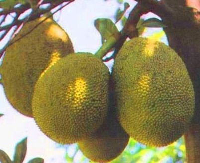 海南的特色水果有哪些 不可不尝的热带风味_美食精选_新浪上海