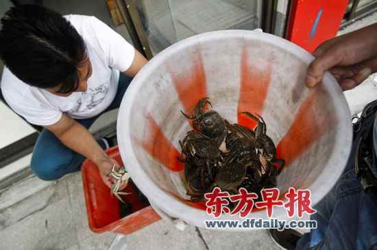 9月4日,阳澄湖清水村新蟹王市场,一些商贩卖毛蟹供人尝鲜。早报记者 高征 图 9月4日,阳澄湖清水村新蟹王市场,一些商贩卖毛蟹供人尝鲜。早报记者 高征 图