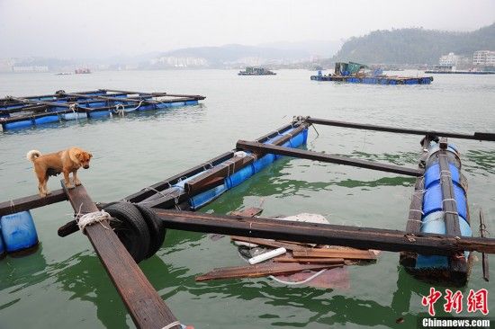 2019年台风经济损失_2019为 厄尔尼诺年 台风暴雨频繁 养殖户要及时做好准备工作(2)