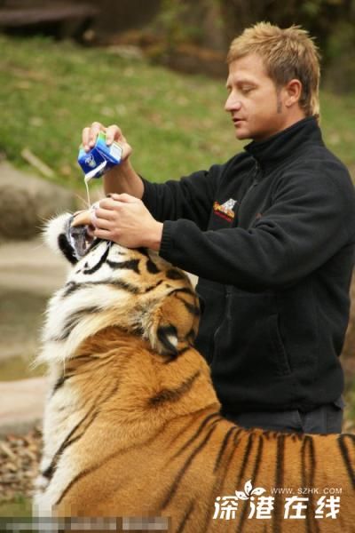 【猛虎撒娇】猛虎撒娇求奶喝 有奶便是娘不惜