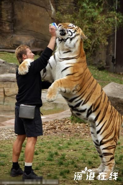 【猛虎撒娇】猛虎撒娇求奶喝 有奶便是娘不惜