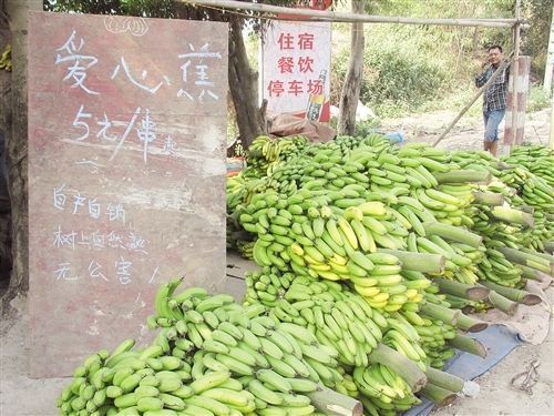 香蕉1毛1斤 超便宜无人问津(图)