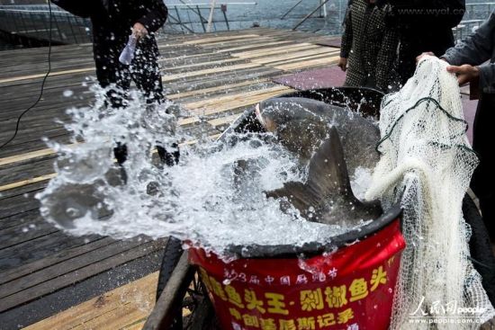 湖南百斤鱼王(图)(2)_新浪上海_新浪网