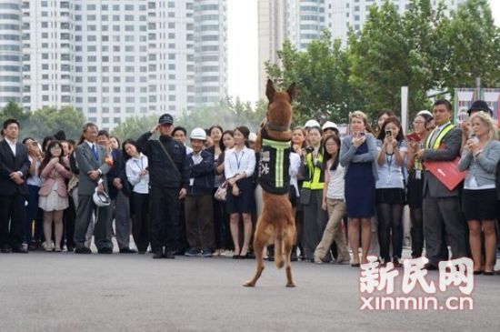 图说:这也是新上任的搜爆犬首次参加综合演练。上海环球金融中心供图 图说:这也是新上任的搜爆犬首次参加综合演练。上海环球金融中心供图