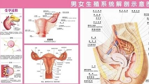 小伙天生男女两套<em>生殖</em>系统 神奇却成最大困扰